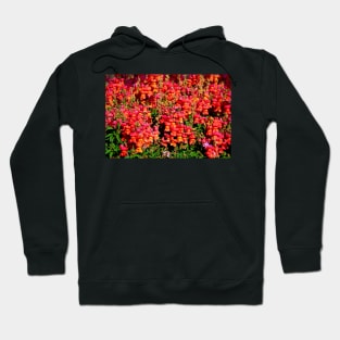 Candied Snapdragons Hoodie